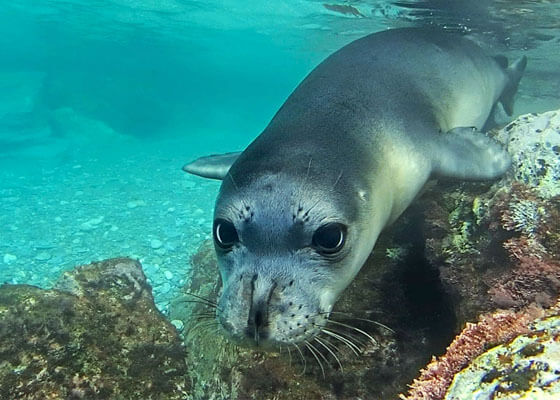 MOm-Mediterranean-monk-seal-72_P_Dendrinos